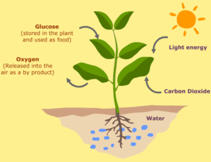 Artificial Photosynthesis to Provide Solutions for Carbon Capture
