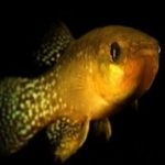 Schistura Larketensis: New species of blind fish discovered inside Meghalaya cave