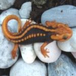 Scientists discover 163 new species in ecologically diverse Greater Mekong region