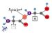 Peptide bond