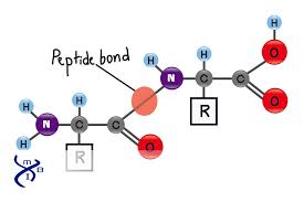 Peptide bond