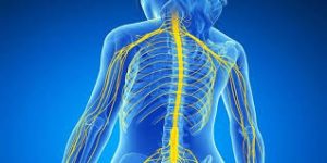 Peripheral nervous system