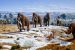 Pleistocene