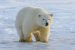 Polar bear