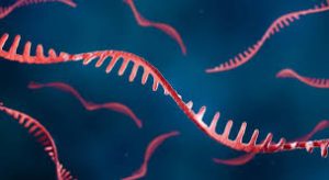 RNA