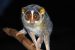 Red slender loris