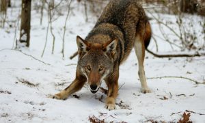 Red wolf