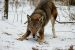 Red wolf