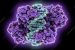 Restriction enzyme