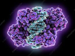 Restriction enzyme