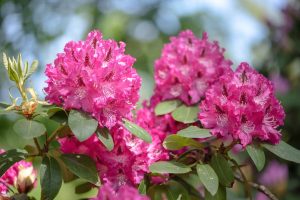 Rhododendron