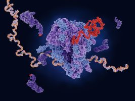 Ribosome