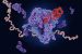 Ribosome