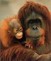 Sociobiology