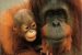 Sociobiology
