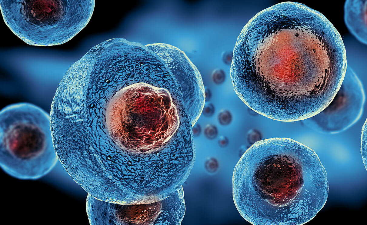 Stem cell