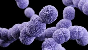 Streptococcus