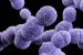 Streptococcus