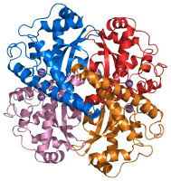 Superoxide dismutase