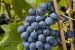 Syrah