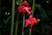Zingiberaceae