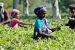 Assam’s Hailakandi becomes 1st district to pay cashless transactions wages