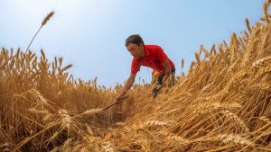 China’s grain output falls