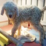 World’s first Goat with superfine wool cloned in China