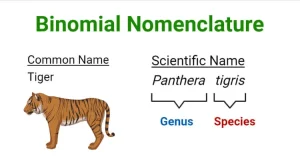 Binomial nomenclature