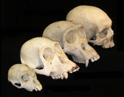 Biological anthropology