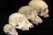 Biological anthropology
