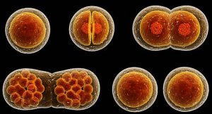 Cell division