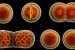 Cell division