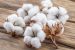 Cotton