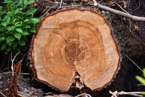 Dendrochronology