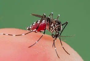 Dengue fever