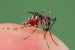 Dengue fever