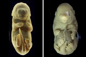 Embryo