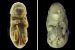 Embryo