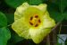 Gossypium