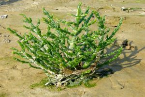 Halophyte