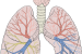Lungs