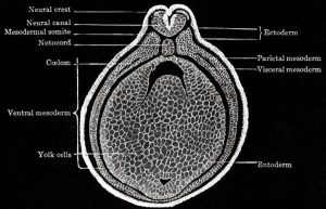 Mesoderm