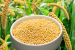 Millets