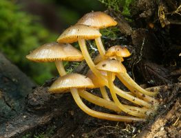 Mycology