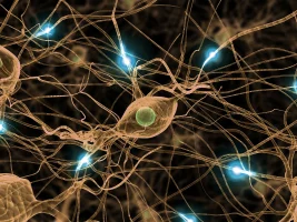 Nerve