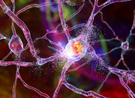 Neuron