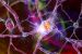 Neuron
