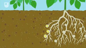 Nitrogen fixation