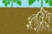 Nitrogen fixation